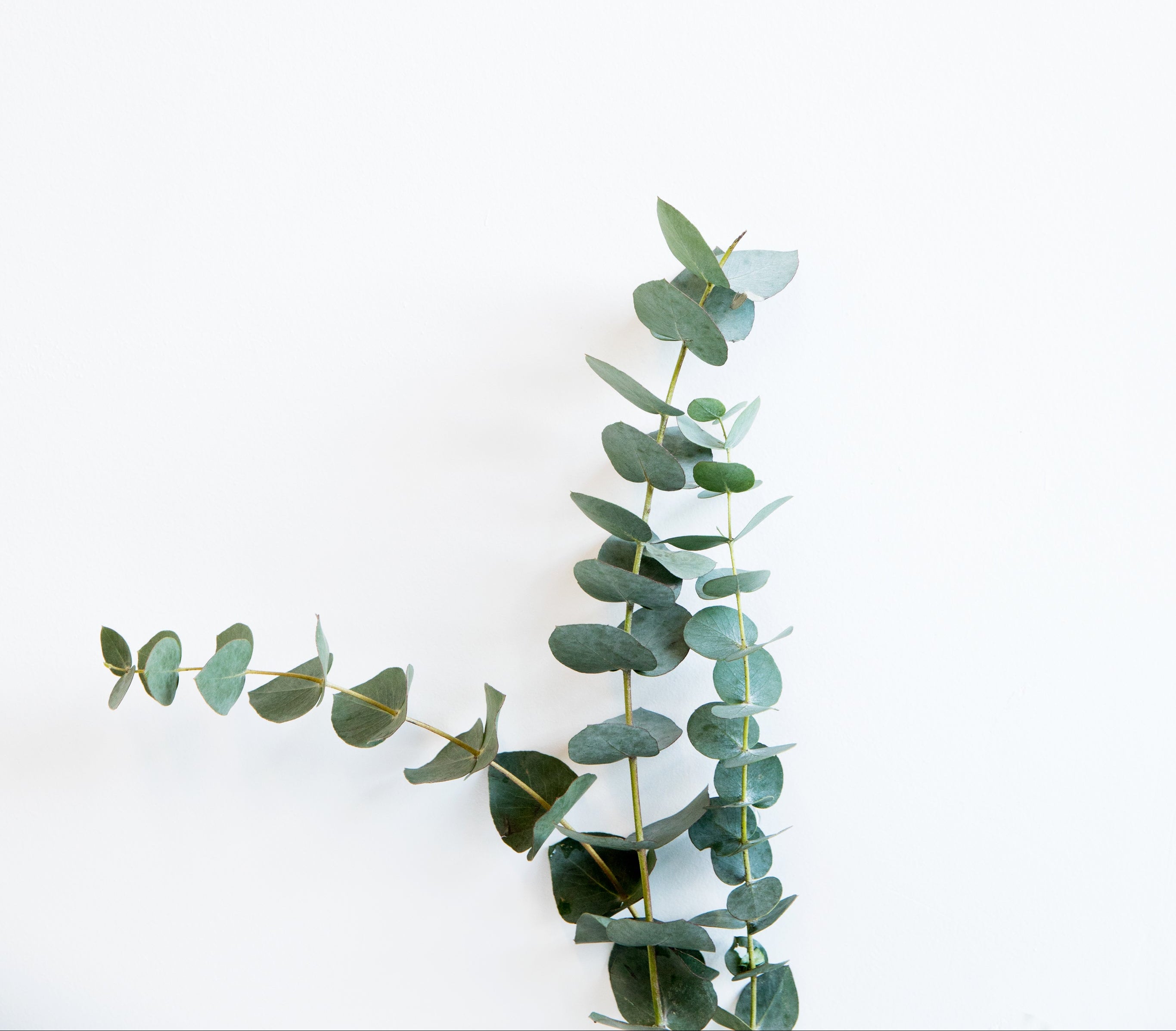 minimal image of tall plant against the wall